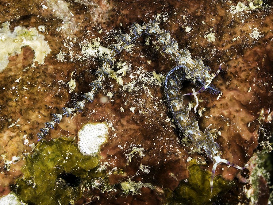 Pteraeolidia semperi 